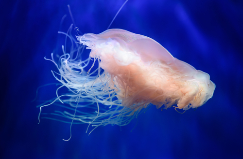 Bränd av manet – symtom, lindring och vård